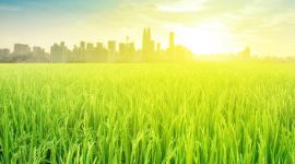 (梁山)农技推广体系改革与建设农技人员培育