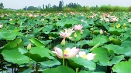 微山县2022年农业生产经营主体线上培训